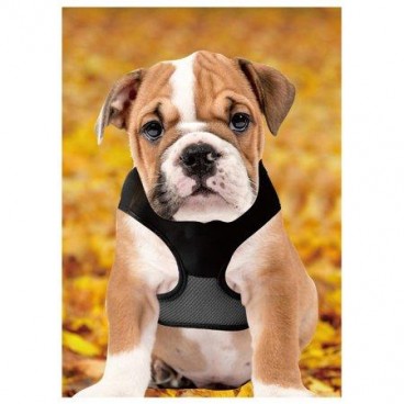 Ham pentru caini cu lesa magnetica retractabila Lucky